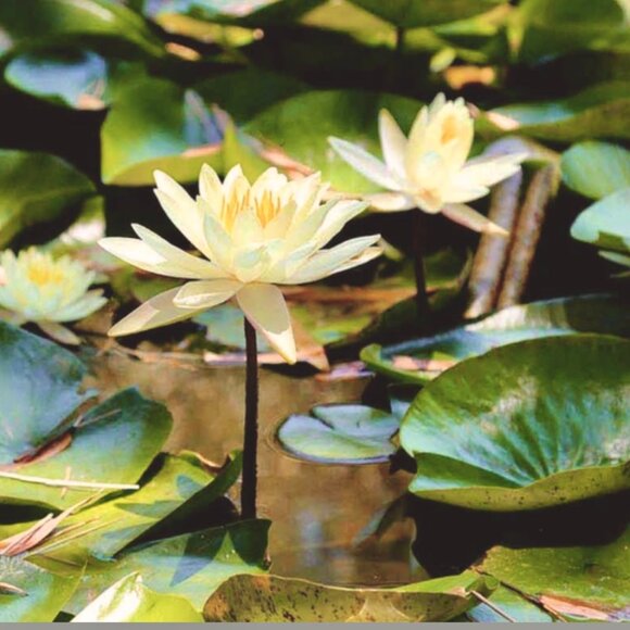 Meet your Posher, M.c. beaders - Picture 1 of 1